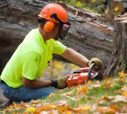 tree services Burton